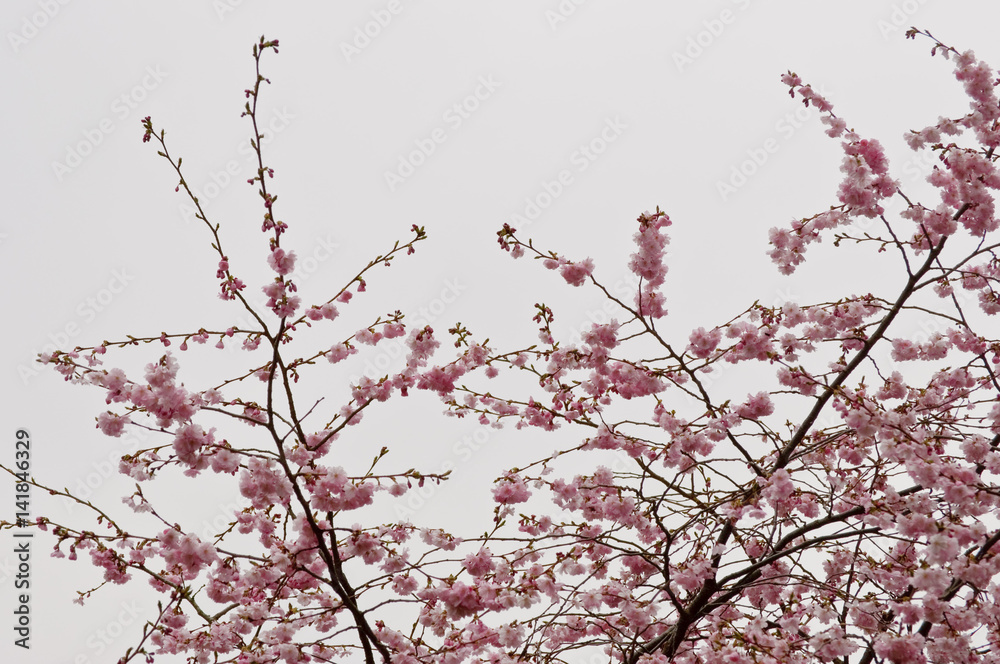 Japanische Kirschblüten (sakura) an einem trüben Frühlingstag Japanische Kirschblüten (sakura) an einem trüben Frühlingstag