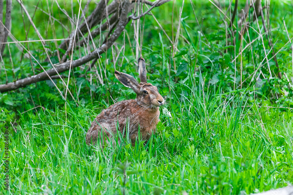 Fototapeta premium Wild Hare Sitting in a Green Grass