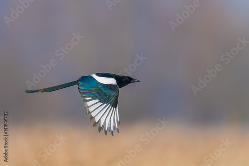 Eurasian Magpie/flight over the meadow