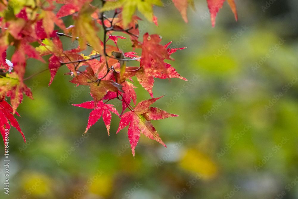 Red Leafs Red Leafs