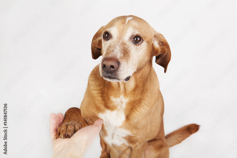 Friendly hand and paw shake, a brown dog on the bright background. Friendly hand and paw shake, a brown dog on the bright background.