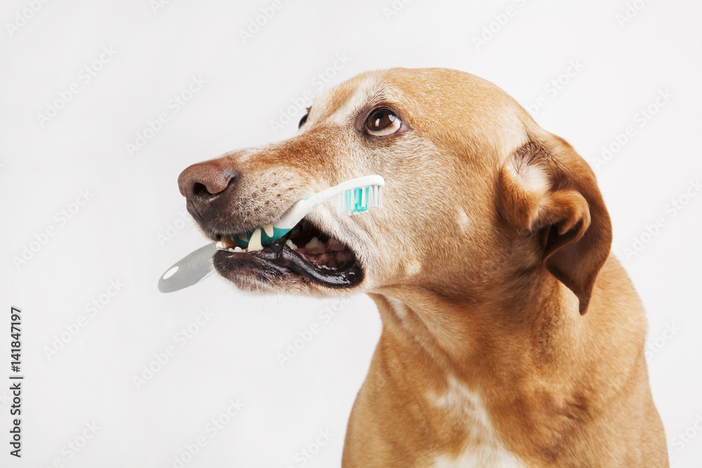 Brown dog holding a toothbrush on a bright background. Health care. Brown dog holding a toothbrush on a bright background. Health care.