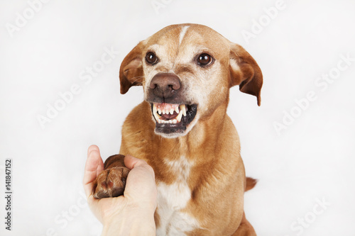 Unfriendly hand and paw shake, a brown dog on the bright background.