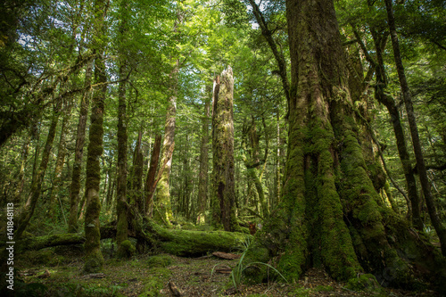 Fotografie, Obraz Native bush, North Island, New Zealand
