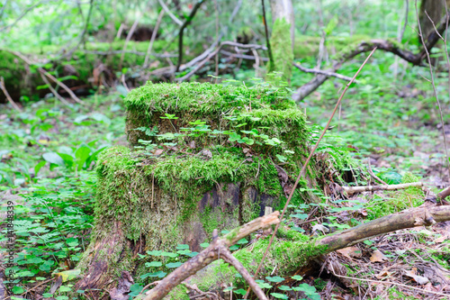 log stump wood moss