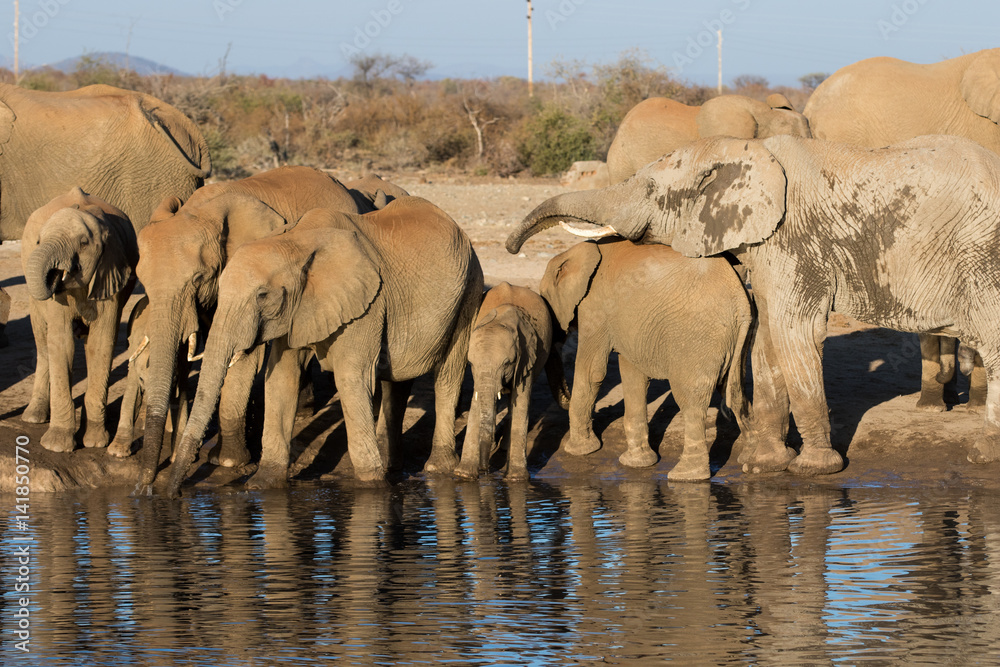 Obraz premium African Elephant