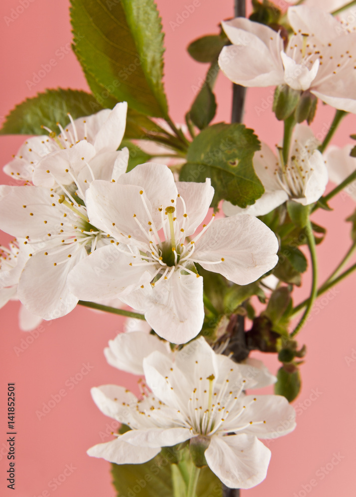 Naklejka premium cherry flowers