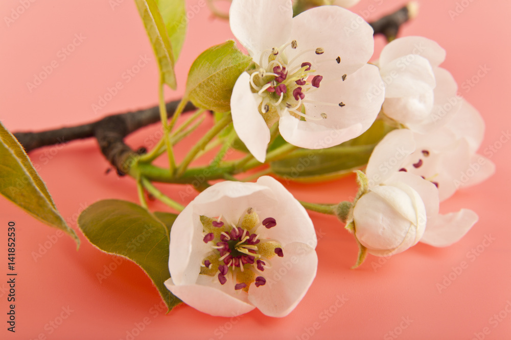 apple flowers
