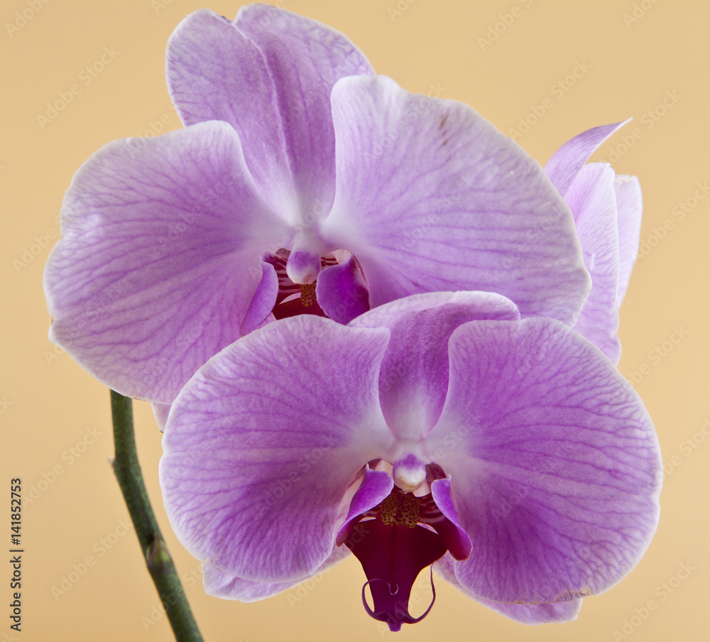 Obraz premium orchids