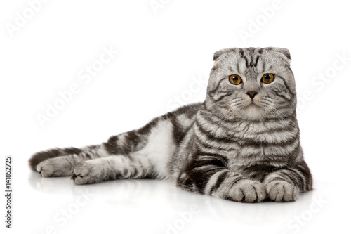 Scottish Fold cat isolated on white background