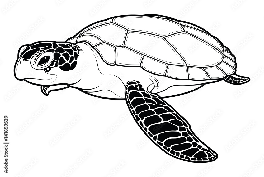 Obraz premium Żółw morski kreskówka na białym tle.