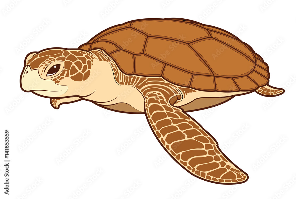 Obraz premium sea turtle color vector