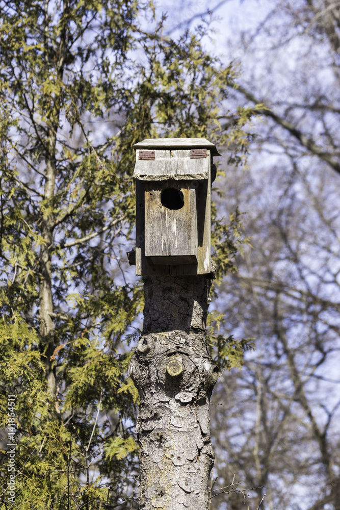 Rustic homemade birdhouse on top of a tall tree stump, pine tree in background