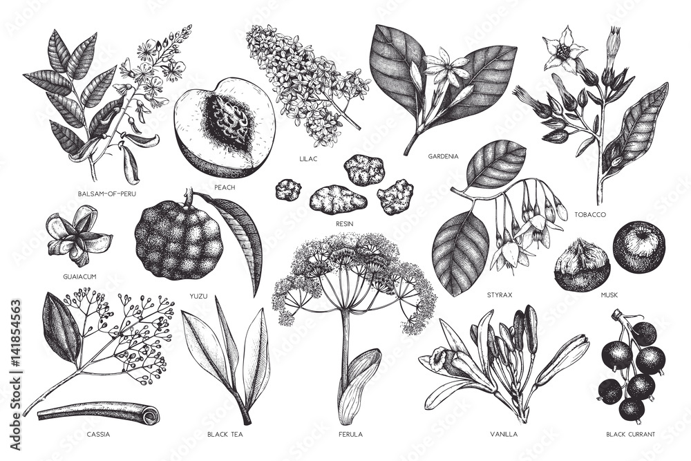 Vector floral collection. Vintage Hand drawn Perfumery and cosmetics ingredients set. Aromatic and medicinal plant. - obrazy, fototapety, plakaty 