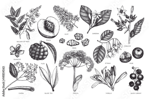 Vector floral collection. Vintage Hand drawn Perfumery and cosmetics ingredients set. Aromatic and medicinal plant. photo