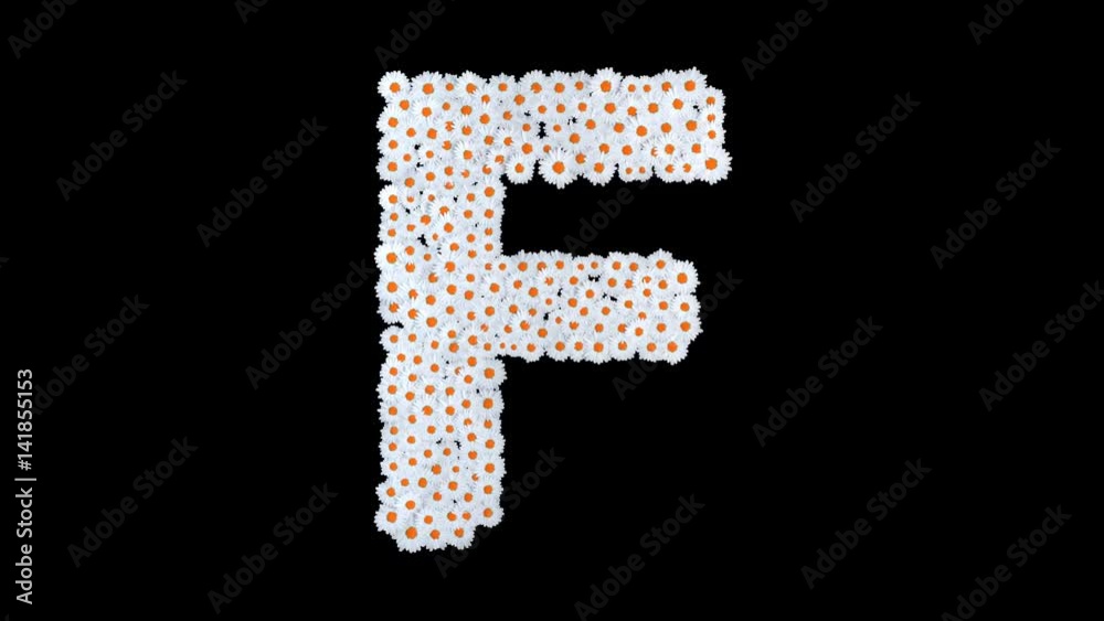Letter F from white daisy flowers with alpha channel Letter F from white daisy flowers with alpha channel