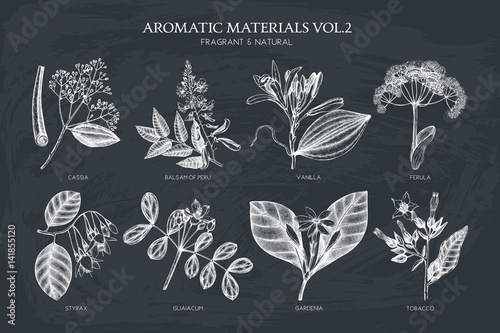 Vector collection of hand drawn Aromatic plants illustration. Perfumery and cosmetics ingredients sketch set. photo