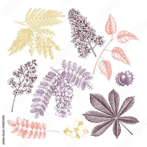 Hand drawn blossoming tree illustration. Vintage floral elements. Vector flowers sketch collection.