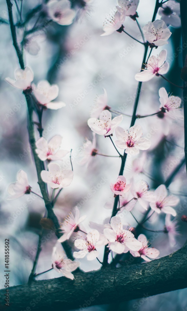 Blossom tree nature spring flower background Blossom tree nature spring flower background
