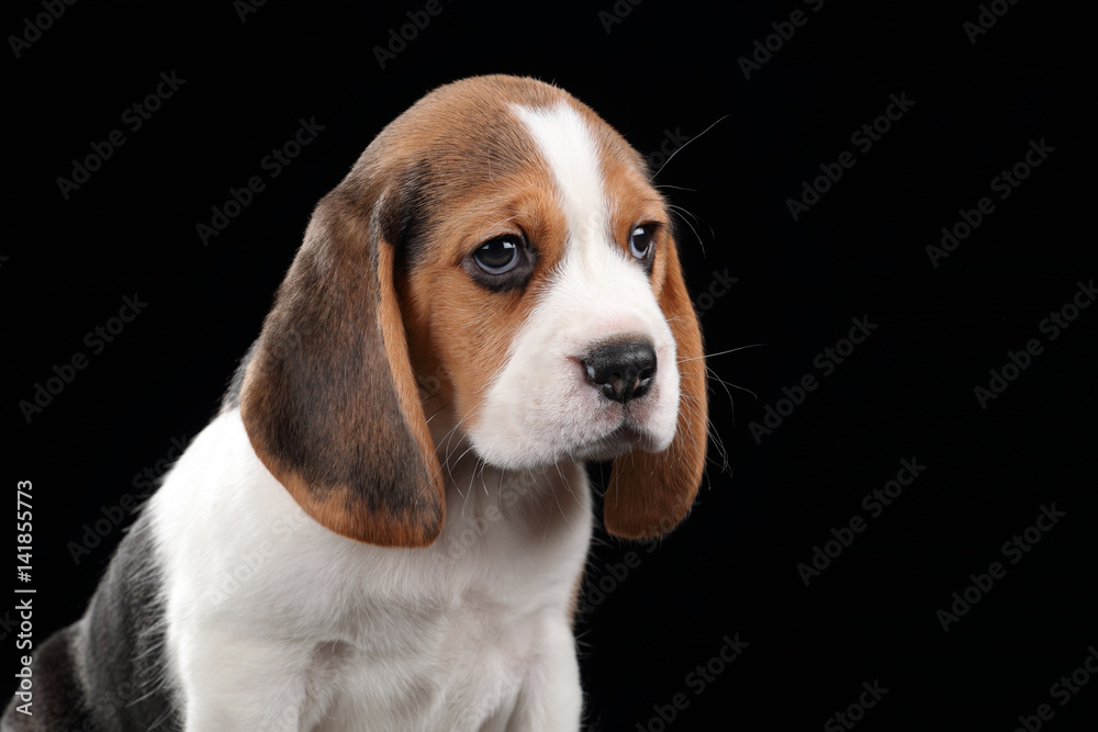 Cute beagle puppy on a black background