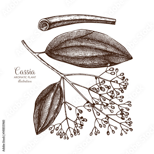 Vector hand drawn illustration of Cassia on white background. Aromatic and medicinal plant sketch. Perfumery and cosmetics ingredients. Chinese cinnamon