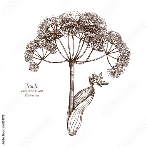Vector hand drawn illustration of Ferula (Galbanum). Aromatic and medicinal plant sketch. Perfumery and cosmetics ingredients.