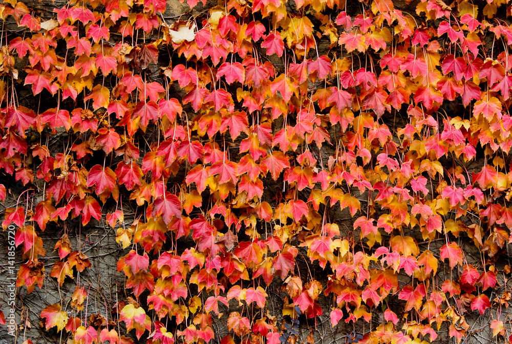 red maple leaves cascading down a wall during the fall and autumn season. Natural, bright, red texture of the autumn red maple leaves cascading down a wall during the fall and autumn season. Natural, bright, red texture of the autumn