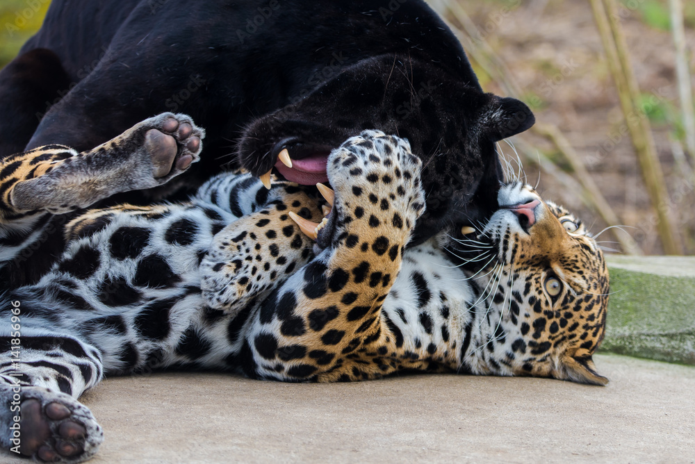 Naklejka premium Leopard and black leopard, panthers playing together 