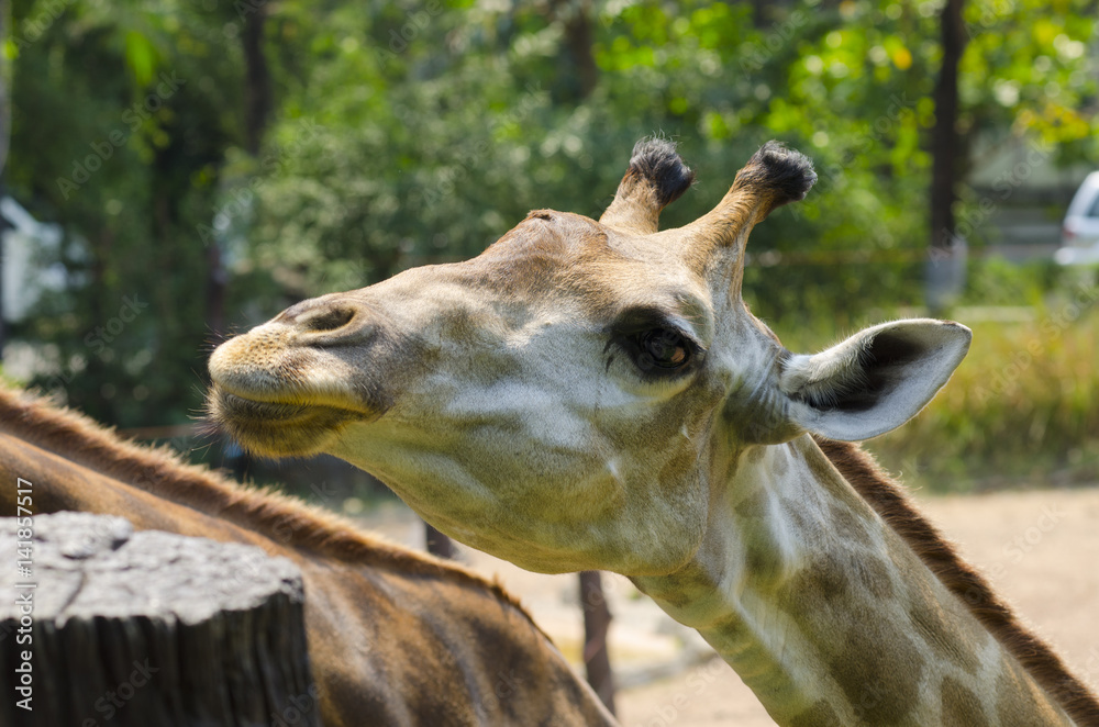 Obraz premium giraffe