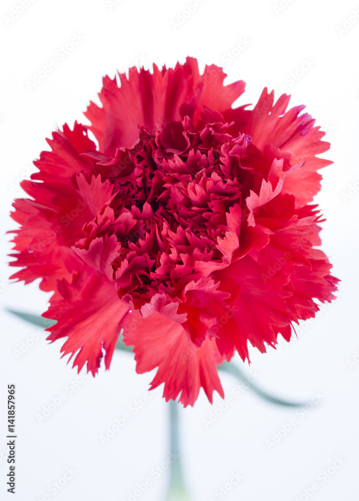 Red carnation flower on a white background