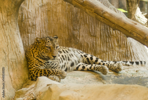 tiger in the zoo