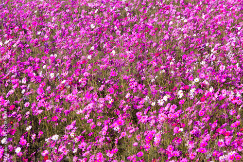 Cosmos flowers background