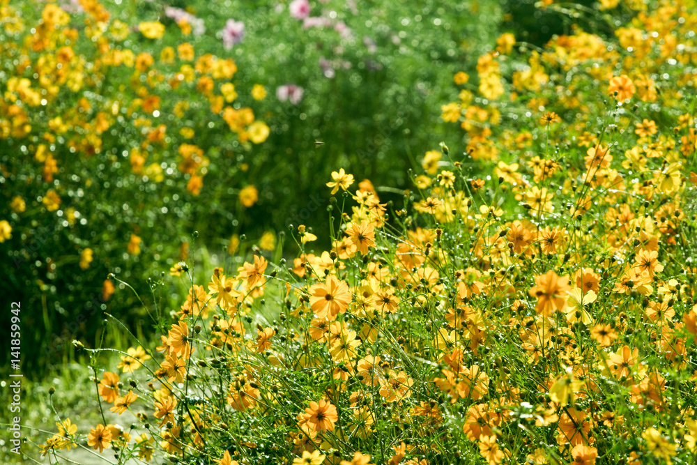 Fototapeta premium Cosmos flowers background