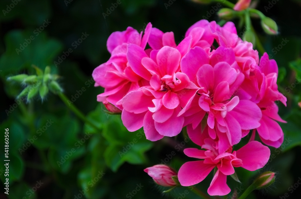 Geranium Flowers background Geranium Flowers background