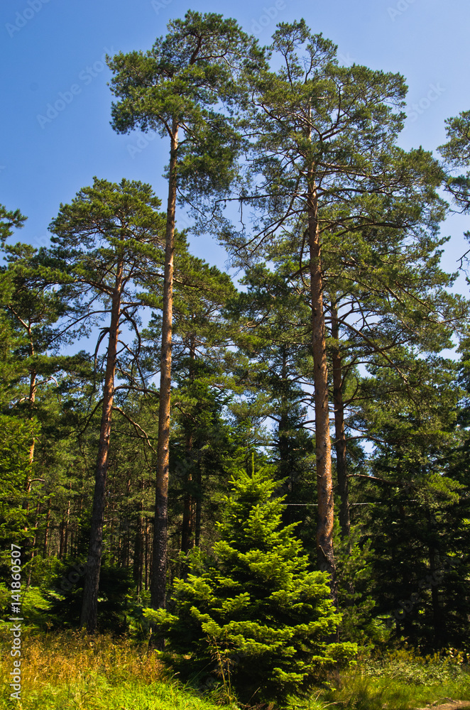 Small fir in front of large pine trees at Divcibare mountain, west Serbia