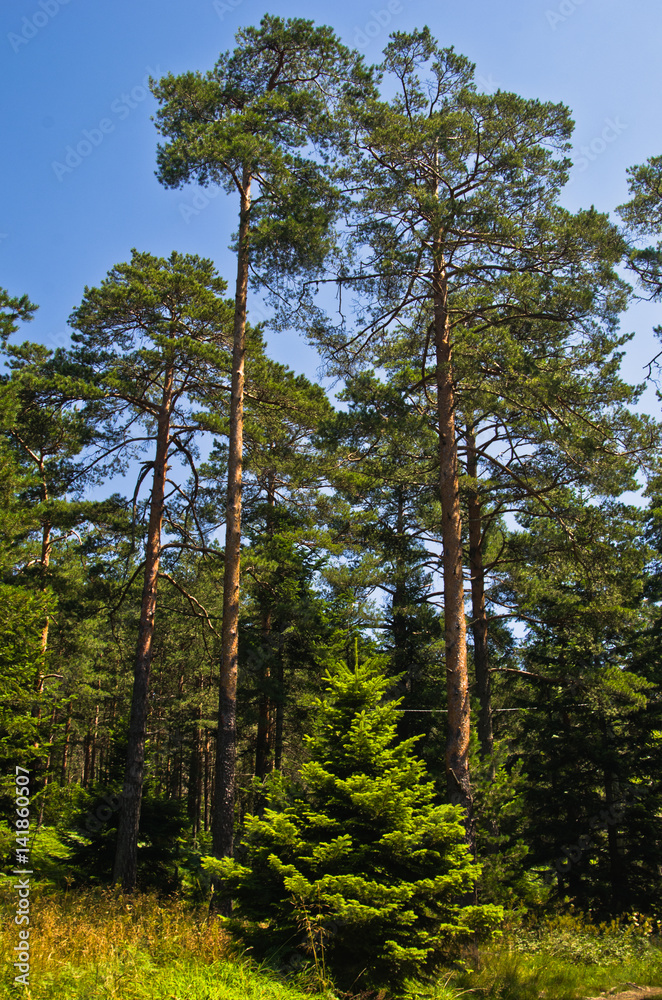 Small fir in front of large pine trees at Divcibare mountain, west Serbia Small fir in front of large pine trees at Divcibare mountain, west Serbia