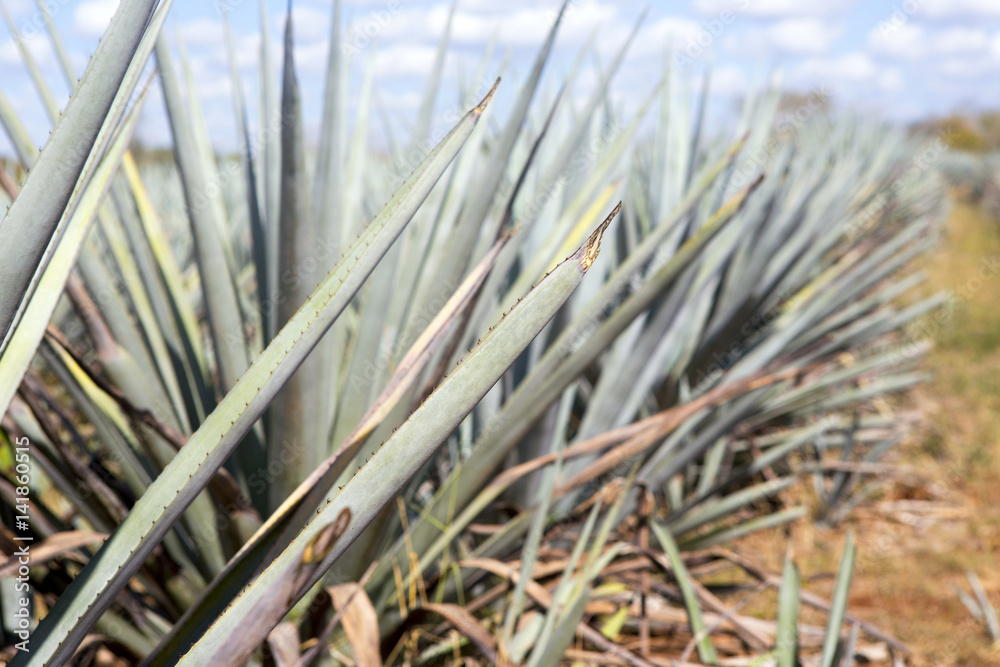 Obraz premium Cactus field on a tequila factory.