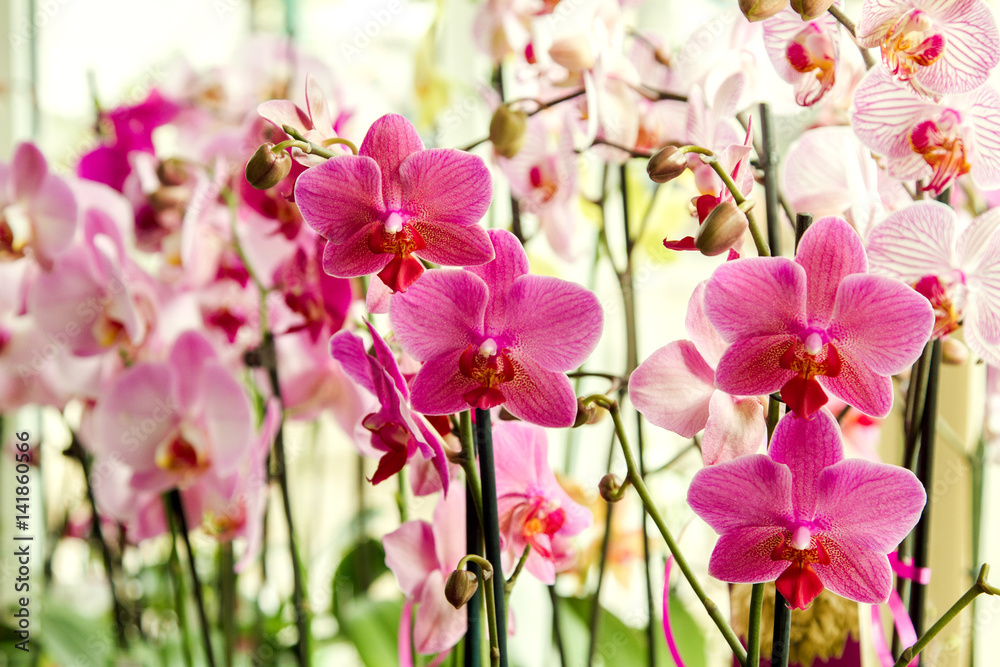 Obraz premium beautiful pink orchid flower room