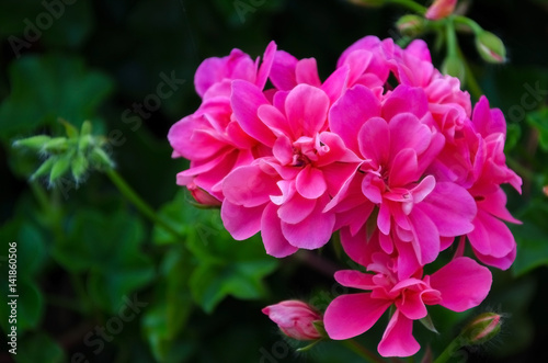 Geranium Flowers background