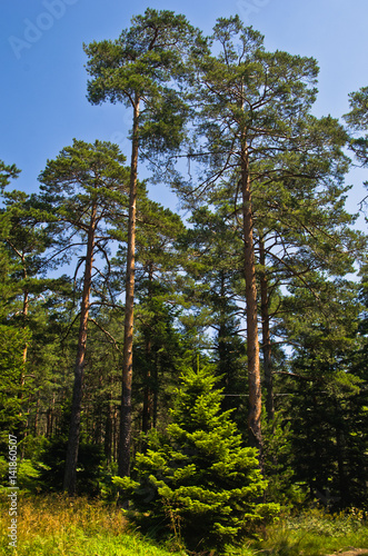 Small fir in front of large pine trees at Divcibare mountain, west Serbia © banepetkovic