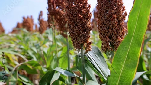 Ripe sorghum swaying in the wind photo