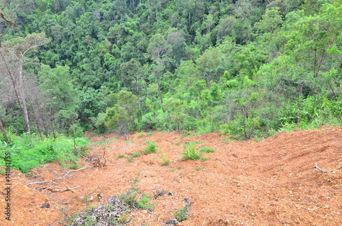 jungle