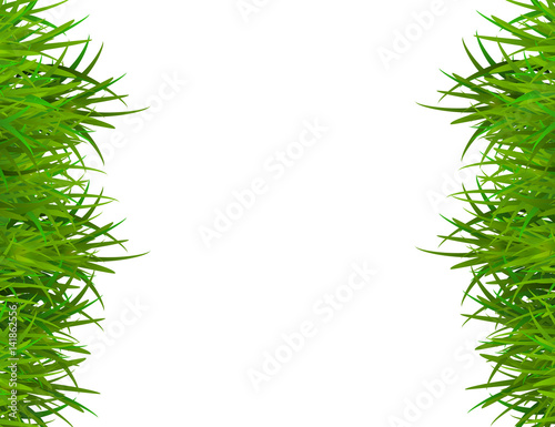 Green grass isolated on white background with space for text.