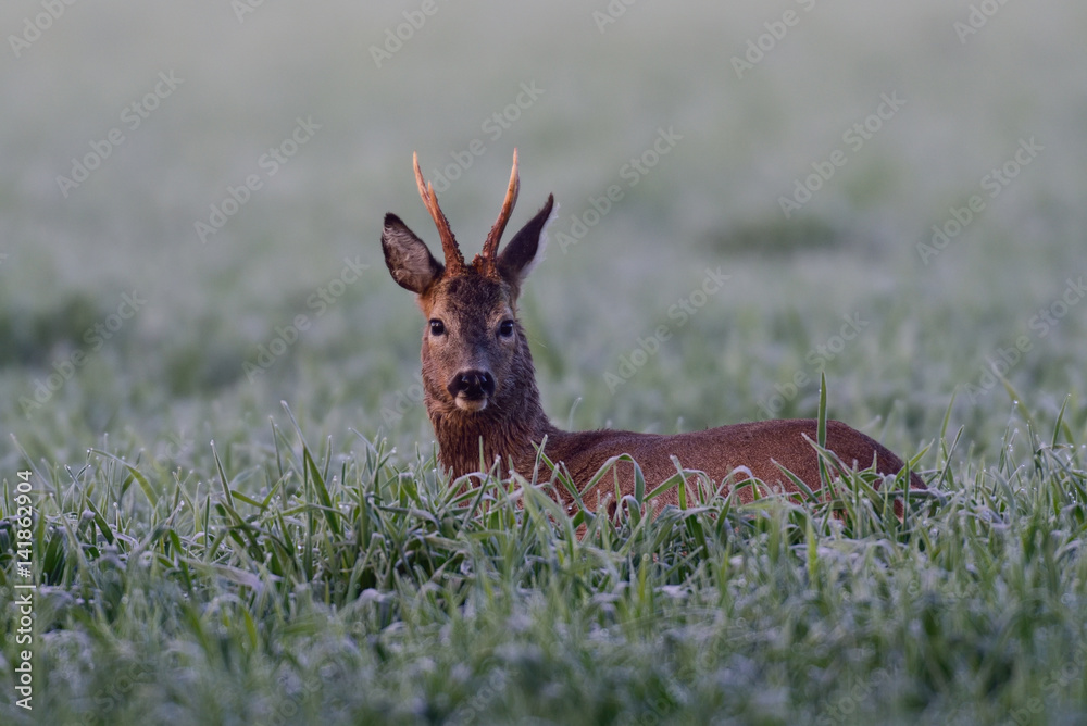 Rehbock Fruehjahr Rehbock Fruehjahr