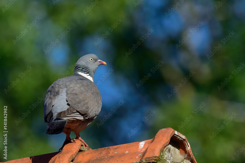 Obraz premium Ringeltaube auf Hausdach