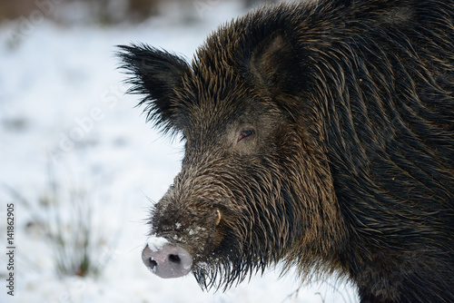 Schwarzwild, Keiler im Winter