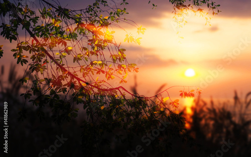 Sunset view of sea coast the summer banner