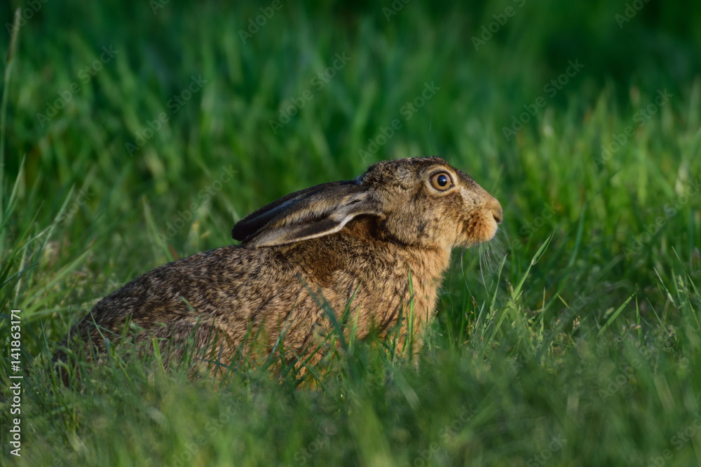 Fototapeta premium Feldhase in Wiese