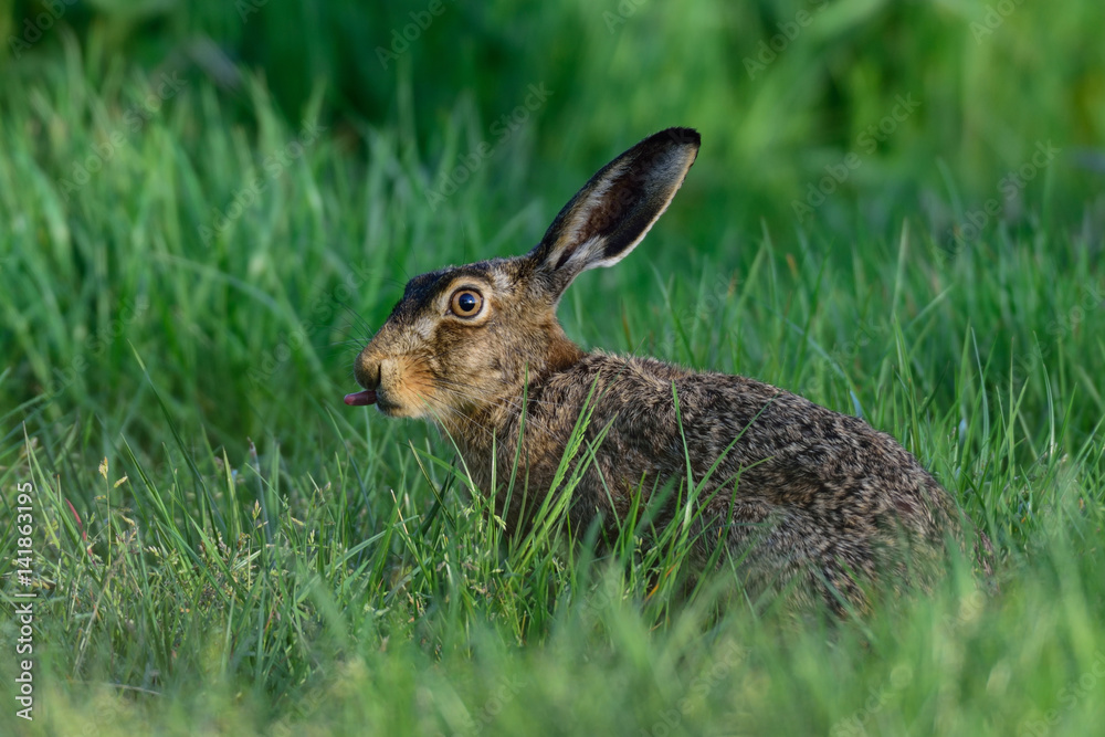 Fototapeta premium Feldhase streckt Zunge raus
