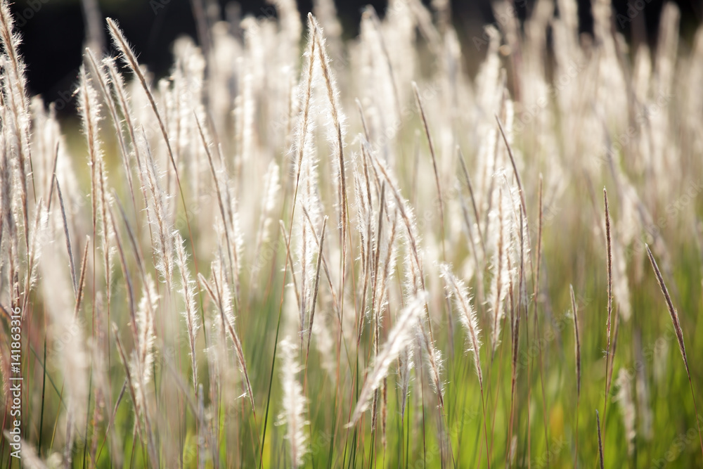 autumn reeds grass background texture autumn reeds grass background texture